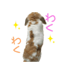 うさぎのふわ（個別スタンプ：22）