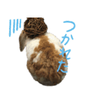 うさぎのふわ（個別スタンプ：23）