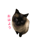 シャーの日常（個別スタンプ：2）