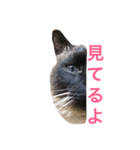 シャーの日常（個別スタンプ：4）