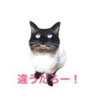シャーの日常（個別スタンプ：6）