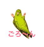 うちの鳥たち！（個別スタンプ：1）