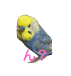 うちの鳥たち！（個別スタンプ：3）