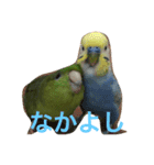 うちの鳥たち！（個別スタンプ：4）