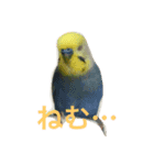 うちの鳥たち！（個別スタンプ：5）