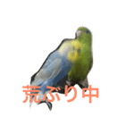 うちの鳥たち！（個別スタンプ：6）