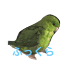 うちの鳥たち！（個別スタンプ：7）