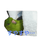 うちの鳥たち！（個別スタンプ：8）