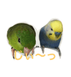 うちの鳥たち！（個別スタンプ：9）