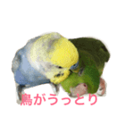 うちの鳥たち！（個別スタンプ：10）