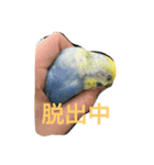 うちの鳥たち！（個別スタンプ：11）