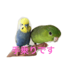 うちの鳥たち！（個別スタンプ：14）