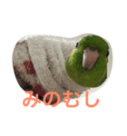 うちの鳥たち！（個別スタンプ：16）