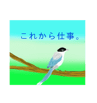 野鳥のスタンプ ”オナガ”（個別スタンプ：3）