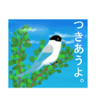 野鳥のスタンプ ”オナガ”（個別スタンプ：7）