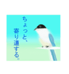野鳥のスタンプ ”オナガ”（個別スタンプ：18）