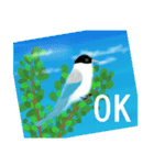 野鳥のスタンプ ”オナガ”（個別スタンプ：19）