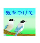 野鳥のスタンプ ”オナガ”（個別スタンプ：22）