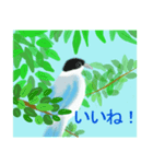野鳥のスタンプ ”オナガ”（個別スタンプ：23）