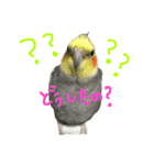 我が家のインコとうさぎ（個別スタンプ：1）