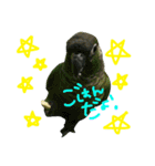 我が家のインコとうさぎ（個別スタンプ：2）