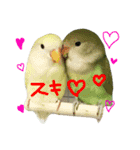 我が家のインコとうさぎ（個別スタンプ：3）