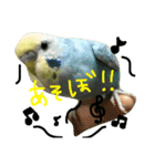 我が家のインコとうさぎ（個別スタンプ：4）