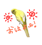 我が家のインコとうさぎ（個別スタンプ：6）