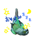 我が家のインコとうさぎ（個別スタンプ：8）