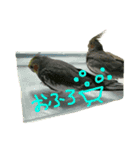 我が家のインコとうさぎ（個別スタンプ：9）
