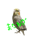 我が家のインコとうさぎ（個別スタンプ：10）