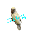 我が家のインコとうさぎ（個別スタンプ：11）