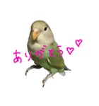 我が家のインコとうさぎ（個別スタンプ：12）