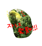 我が家のインコとうさぎ（個別スタンプ：13）