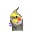 我が家のインコとうさぎ（個別スタンプ：14）