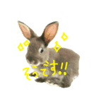 我が家のインコとうさぎ（個別スタンプ：16）