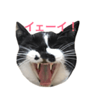 ネコーズ4（個別スタンプ：1）