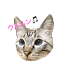 ネコーズ4（個別スタンプ：3）
