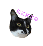 ネコーズ4（個別スタンプ：5）