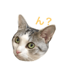 ネコーズ4（個別スタンプ：6）