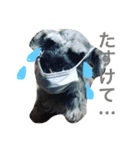 ハクちゃん（個別スタンプ：1）