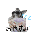 ハクちゃん（個別スタンプ：12）