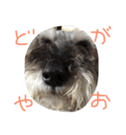 ハクちゃん（個別スタンプ：13）