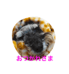 ハクちゃん（個別スタンプ：16）