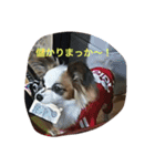 うちのミンこ（個別スタンプ：5）