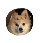 わんこのくうさん（個別スタンプ：3）