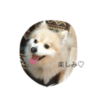 わんこのくうさん（個別スタンプ：8）