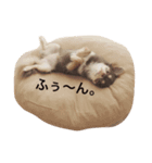 ぺぺの日常会話（個別スタンプ：15）