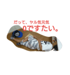 haaaan（個別スタンプ：1）