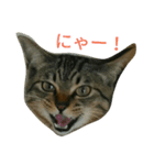 にあんたれぶー（個別スタンプ：17）